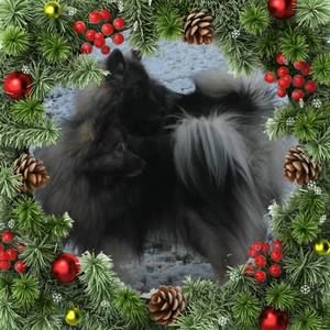 Meet your Posher, Shelley